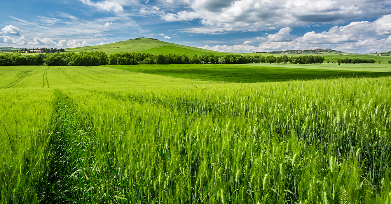 Hay field